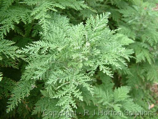 Artemisia pontica (wormwood)_2 